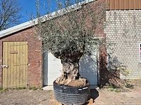 Olijfboom bonsai xl - olea europaea - 200 jaar oud - hoogte ca. 270 cm