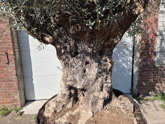 Olijfboom bonsai xl - olea europaea - 200 jaar oud - hoogte ca. 270 cm - afbeelding 2 van  8