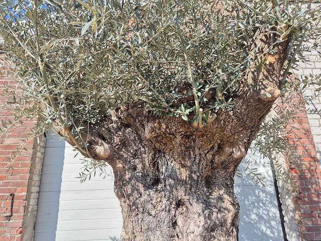 Olijfboom bonsai xl - olea europaea - 200 jaar oud - hoogte ca. 270 cm - afbeelding 3 van  8