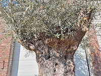 Olijfboom bonsai xl - olea europaea - 200 jaar oud - hoogte ca. 270 cm - afbeelding 3 van  8