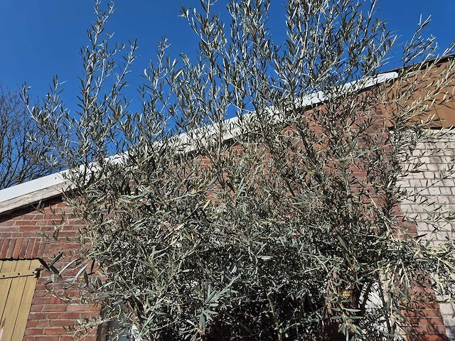 Olijfboom bonsai xl - olea europaea - 200 jaar oud - hoogte ca. 270 cm - afbeelding 4 van  8