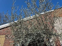 Olijfboom bonsai xl - olea europaea - 200 jaar oud - hoogte ca. 270 cm - afbeelding 4 van  8
