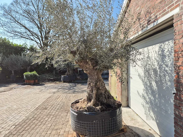Olijfboom bonsai xl - olea europaea - 200 jaar oud - hoogte ca. 270 cm - afbeelding 5 van  8