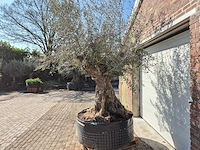 Olijfboom bonsai xl - olea europaea - 200 jaar oud - hoogte ca. 270 cm - afbeelding 5 van  8