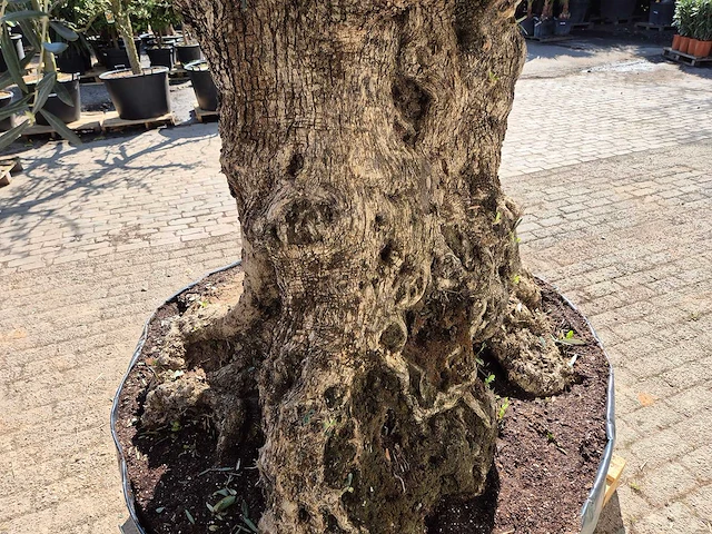 Olijfboom bonsai xl - olea europaea - 200 jaar oud - hoogte ca. 270 cm - afbeelding 6 van  8