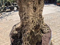 Olijfboom bonsai xl - olea europaea - 200 jaar oud - hoogte ca. 270 cm - afbeelding 6 van  8