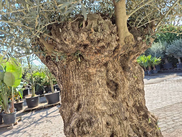 Olijfboom bonsai xl - olea europaea - 200 jaar oud - hoogte ca. 270 cm - afbeelding 7 van  8
