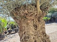 Olijfboom bonsai xl - olea europaea - 200 jaar oud - hoogte ca. 270 cm - afbeelding 7 van  8