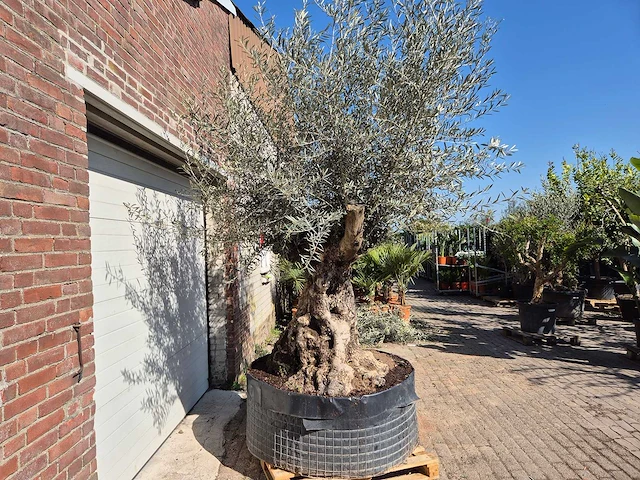 Olijfboom bonsai xl - olea europaea - 200 jaar oud - hoogte ca. 270 cm - afbeelding 8 van  8