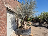 Olijfboom bonsai xl - olea europaea - 200 jaar oud - hoogte ca. 270 cm - afbeelding 8 van  8