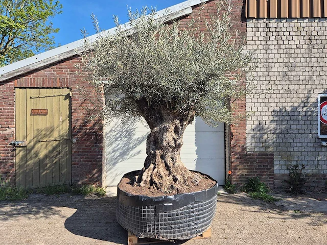 Olijfboom bonsai xl - olea europaea - 200 jaar oud - hoogte ca. 300 cm - afbeelding 1 van  6
