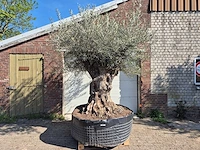 Olijfboom bonsai xl - olea europaea - 200 jaar oud - hoogte ca. 300 cm