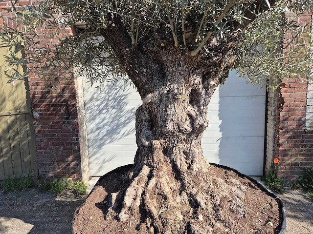 Olijfboom bonsai xl - olea europaea - 200 jaar oud - hoogte ca. 300 cm - afbeelding 2 van  6