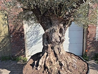 Olijfboom bonsai xl - olea europaea - 200 jaar oud - hoogte ca. 300 cm - afbeelding 2 van  6