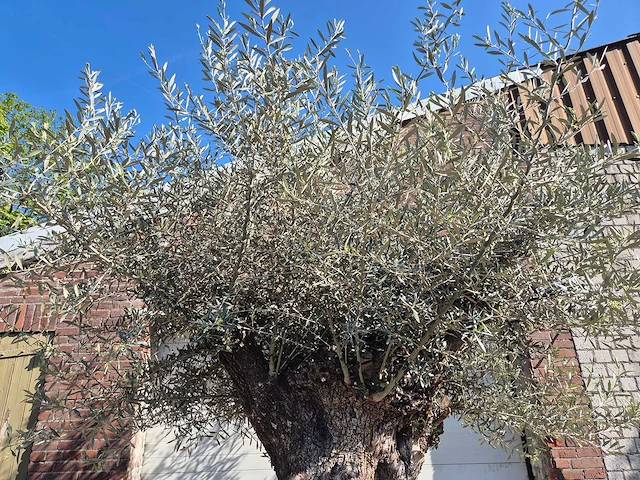 Olijfboom bonsai xl - olea europaea - 200 jaar oud - hoogte ca. 300 cm - afbeelding 3 van  6