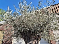Olijfboom bonsai xl - olea europaea - 200 jaar oud - hoogte ca. 300 cm - afbeelding 3 van  6