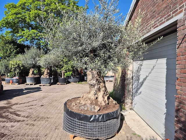 Olijfboom bonsai xl - olea europaea - 200 jaar oud - hoogte ca. 300 cm - afbeelding 4 van  6
