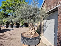Olijfboom bonsai xl - olea europaea - 200 jaar oud - hoogte ca. 300 cm - afbeelding 4 van  6