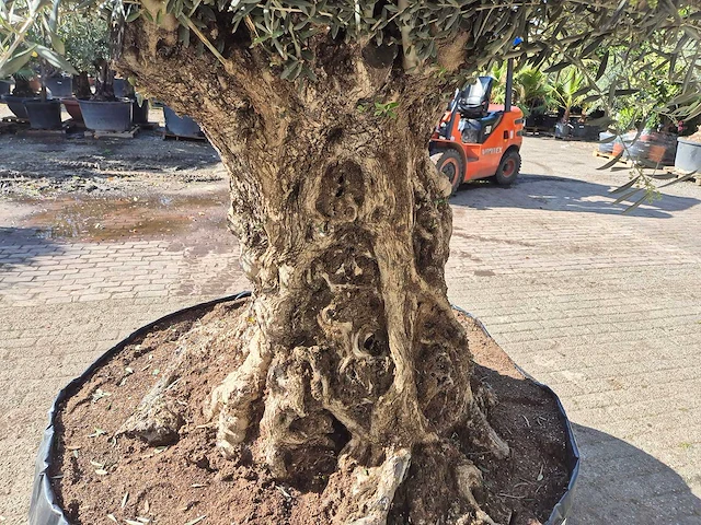 Olijfboom bonsai xl - olea europaea - 200 jaar oud - hoogte ca. 300 cm - afbeelding 5 van  6