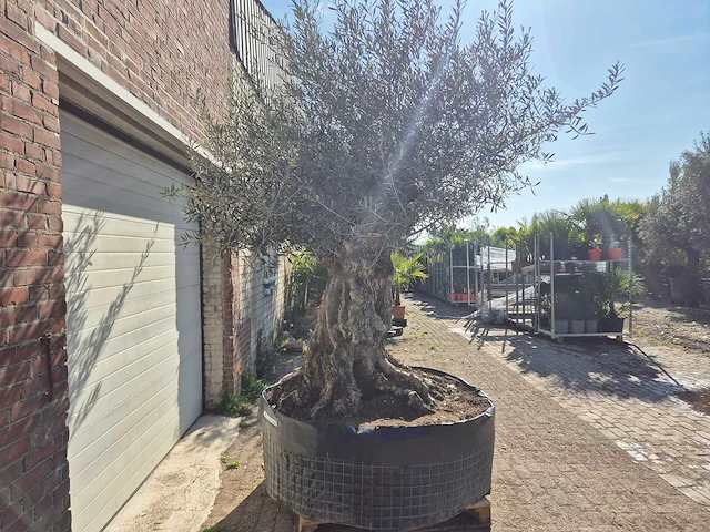 Olijfboom bonsai xl - olea europaea - 200 jaar oud - hoogte ca. 300 cm - afbeelding 6 van  6