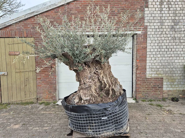 Olijfboom bonsai xl - olea europaea - 250 jaar oud - hoogte ca. 250cm - afbeelding 1 van  6