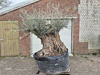 Olijfboom bonsai xl - olea europaea - 250 jaar oud - hoogte ca. 250cm