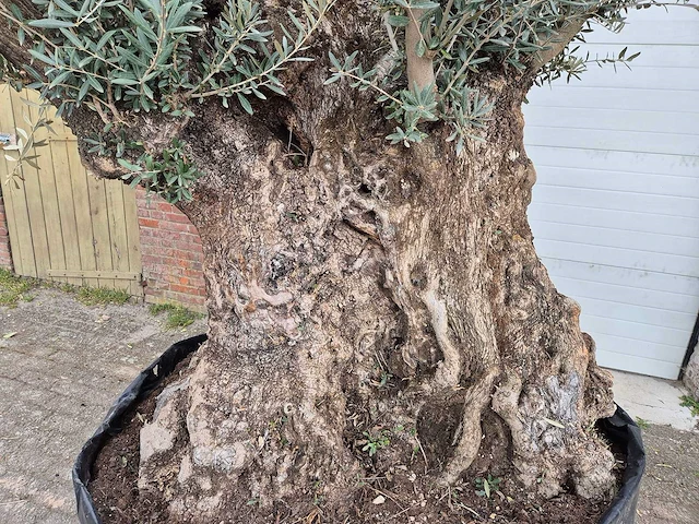 Olijfboom bonsai xl - olea europaea - 250 jaar oud - hoogte ca. 250cm - afbeelding 2 van  6