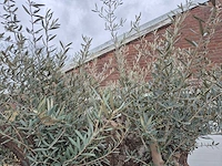 Olijfboom bonsai xl - olea europaea - 250 jaar oud - hoogte ca. 250cm - afbeelding 3 van  6