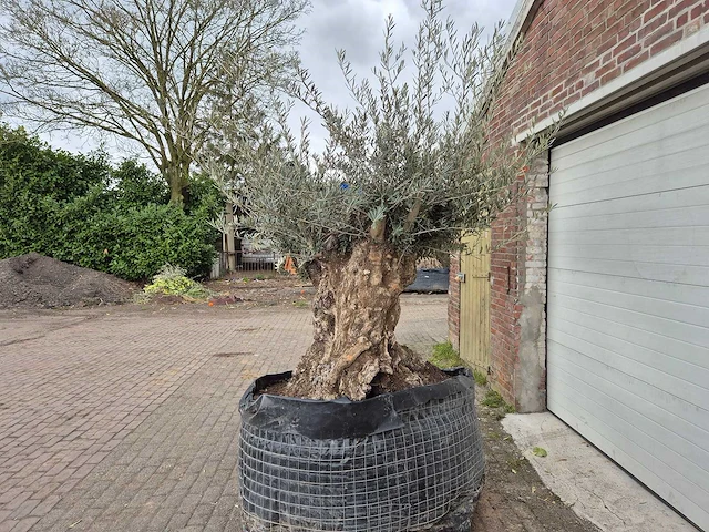 Olijfboom bonsai xl - olea europaea - 250 jaar oud - hoogte ca. 250cm - afbeelding 4 van  6