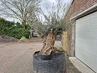 Olijfboom bonsai xl - olea europaea - 250 jaar oud - hoogte ca. 250cm - afbeelding 4 van  6