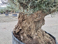 Olijfboom bonsai xl - olea europaea - 250 jaar oud - hoogte ca. 250cm - afbeelding 5 van  6