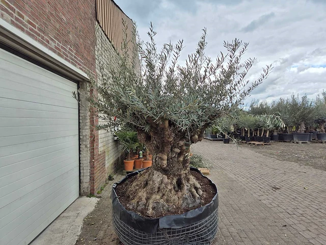 Olijfboom bonsai xl - olea europaea - 250 jaar oud - hoogte ca. 250cm - afbeelding 6 van  6