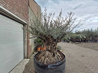 Olijfboom bonsai xl - olea europaea - 250 jaar oud - hoogte ca. 250cm - afbeelding 6 van  6