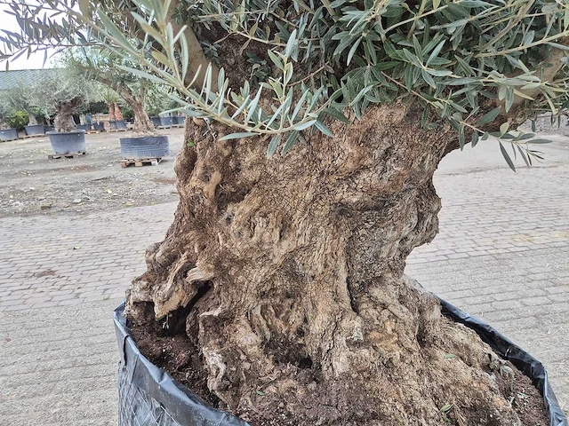 Olijfboom bonsai xl - olea europaea - 250 jaar oud - hoogte ca. 250cm - afbeelding 5 van  6