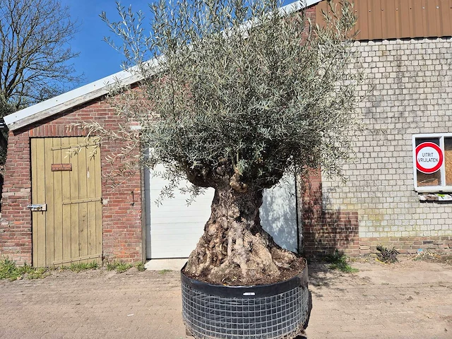 Olijfboom bonsai xl - olea europaea - 250 jaar oud - hoogte ca. 300cm - afbeelding 1 van  8