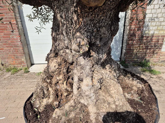 Olijfboom bonsai xl - olea europaea - 250 jaar oud - hoogte ca. 300cm - afbeelding 2 van  8