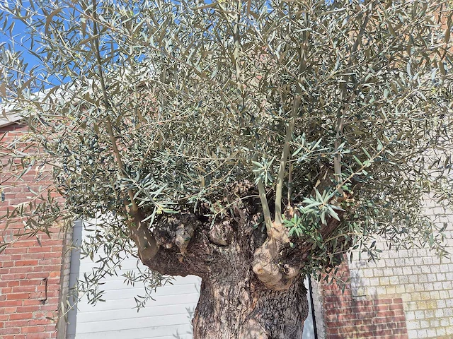 Olijfboom bonsai xl - olea europaea - 250 jaar oud - hoogte ca. 300cm - afbeelding 3 van  8