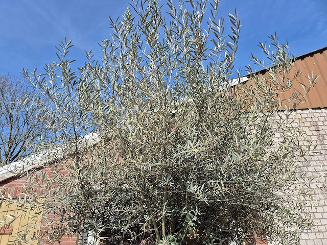 Olijfboom bonsai xl - olea europaea - 250 jaar oud - hoogte ca. 300cm - afbeelding 4 van  8