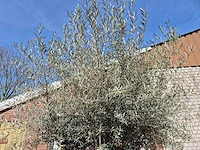 Olijfboom bonsai xl - olea europaea - 250 jaar oud - hoogte ca. 300cm - afbeelding 4 van  8