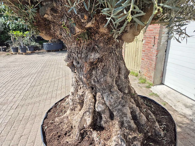 Olijfboom bonsai xl - olea europaea - 250 jaar oud - hoogte ca. 300cm - afbeelding 5 van  8