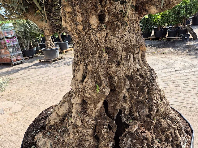 Olijfboom bonsai xl - olea europaea - 250 jaar oud - hoogte ca. 300cm - afbeelding 6 van  8