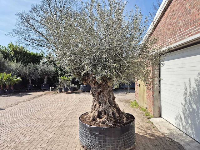 Olijfboom bonsai xl - olea europaea - 250 jaar oud - hoogte ca. 300cm - afbeelding 7 van  8