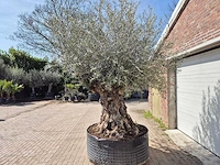 Olijfboom bonsai xl - olea europaea - 250 jaar oud - hoogte ca. 300cm - afbeelding 7 van  8