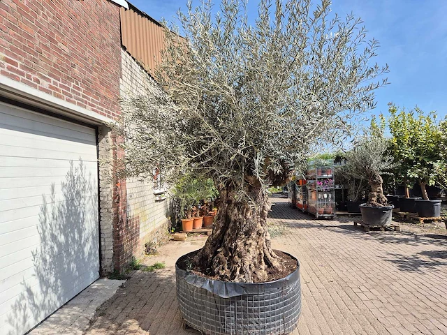 Olijfboom bonsai xl - olea europaea - 250 jaar oud - hoogte ca. 300cm - afbeelding 8 van  8