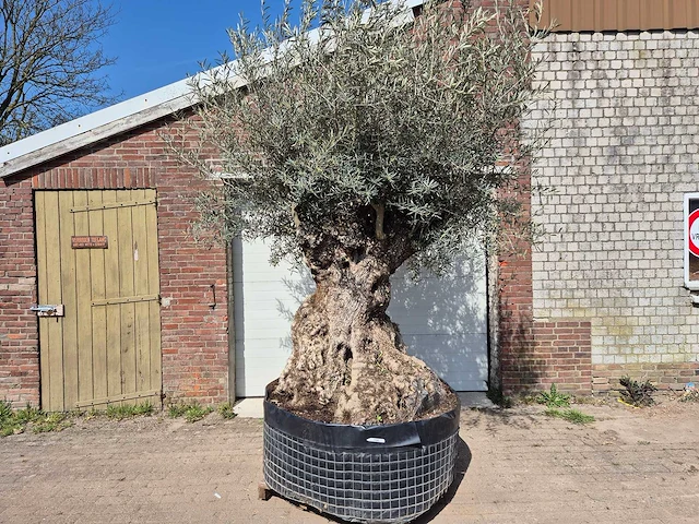 Olijfboom bonsai xl - olea europaea - 250 jaar oud - hoogte ca. 300cm - afbeelding 1 van  8