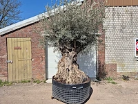 Olijfboom bonsai xl - olea europaea - 250 jaar oud - hoogte ca. 300cm
