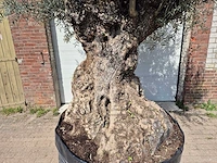 Olijfboom bonsai xl - olea europaea - 250 jaar oud - hoogte ca. 300cm - afbeelding 2 van  8
