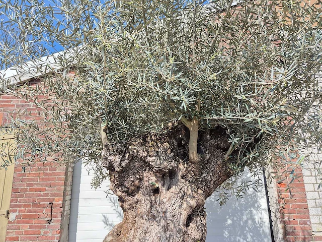 Olijfboom bonsai xl - olea europaea - 250 jaar oud - hoogte ca. 300cm - afbeelding 3 van  8