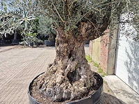 Olijfboom bonsai xl - olea europaea - 250 jaar oud - hoogte ca. 300cm - afbeelding 4 van  8
