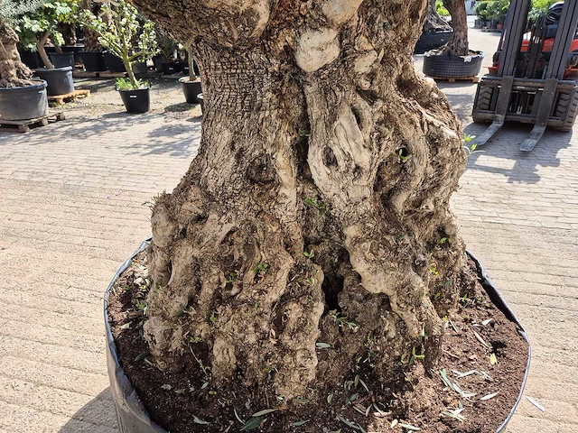 Olijfboom bonsai xl - olea europaea - 250 jaar oud - hoogte ca. 300cm - afbeelding 5 van  8